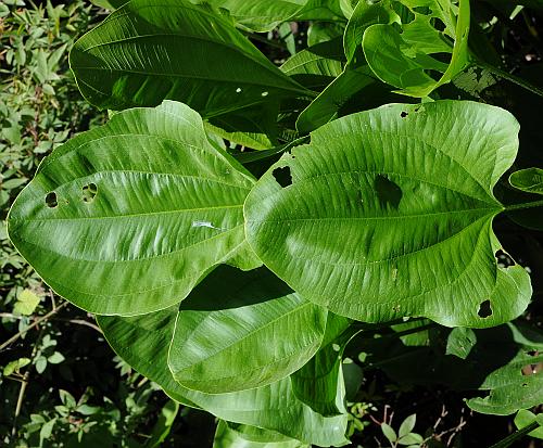 Echinodorus_cordifolius_leaves1.jpg