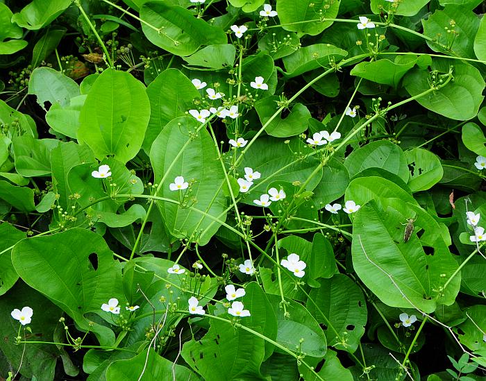 Echinodorus_cordifolius_plant.jpg