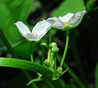 Echinodorus cordifolius thumbnail