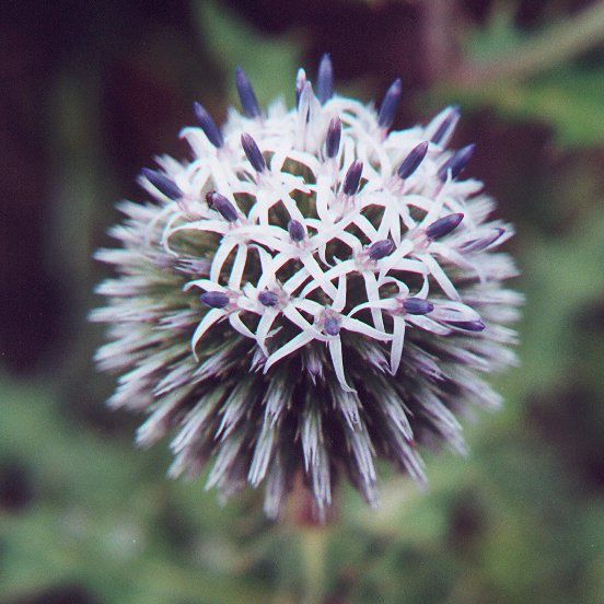 Echinops_sphaerocephalus_flowers.jpg