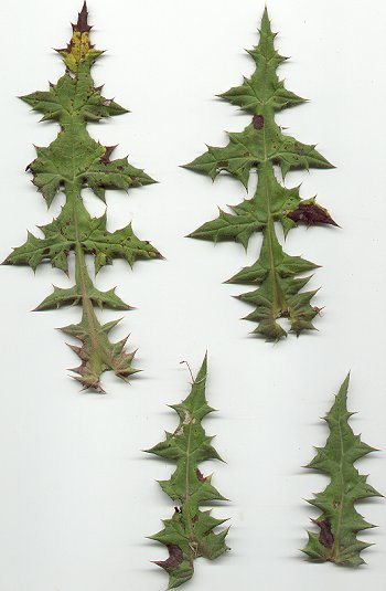 Echinops_sphaerocephalus_leaves.jpg