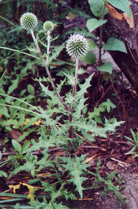Echinops_sphaerocephalus_plant.jpg