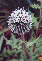 Echinops sphaerocephalus thumbnail