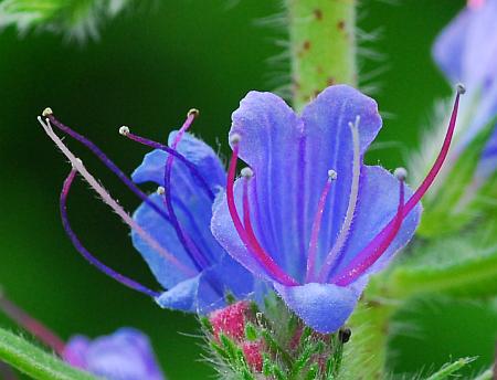 Echium_vulgare_corolla.jpg