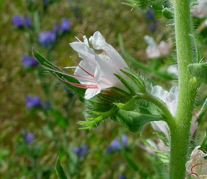 Echium_vulgare_flower2.jpg