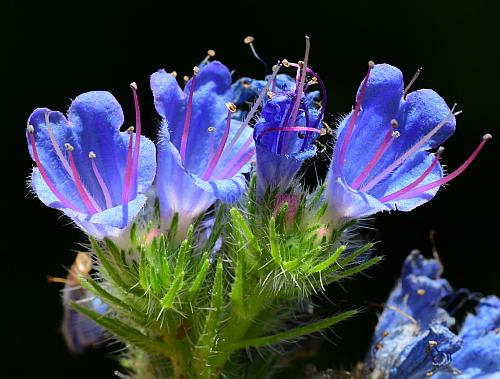 Echium_vulgare_flowers.jpg