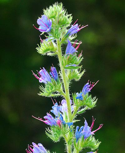 Echium_vulgare_inflorescence1.jpg