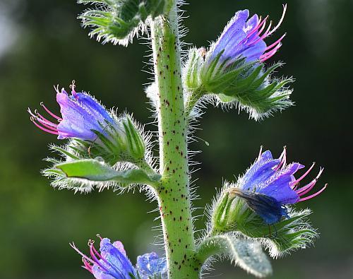 Echium_vulgare_inflorescence2.jpg