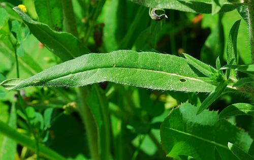 Echium_vulgare_leaf1.jpg