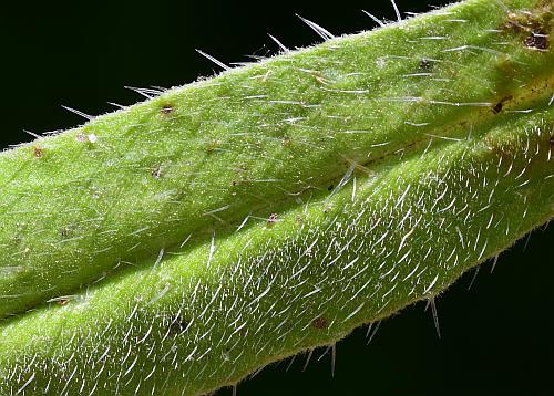 Echium_vulgare_leaf1a.jpg