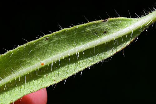 Echium_vulgare_leaf2.jpg