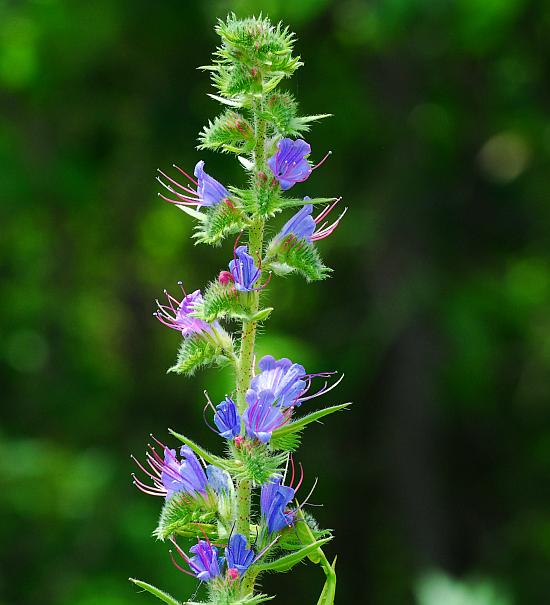 Echium_vulgare_plant.jpg