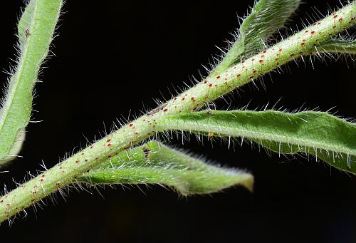 Echium_vulgare_stem.jpg