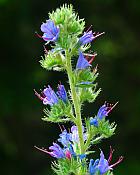 Echium vulgare thumbnail