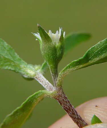 Eclipta_prostrata_involucre.jpg