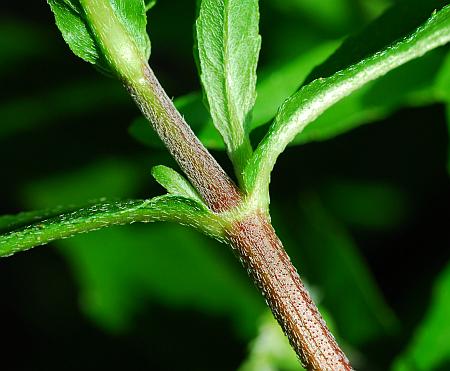 Eclipta_prostrata_stem2.jpg