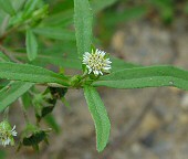 Eclipta prostrata thumbnail