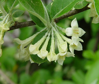 Elaeagnus_umbellata_flowers1.jpg