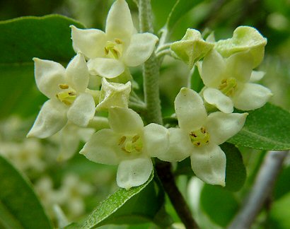 Elaeagnus_umbellata_flowers2.jpg