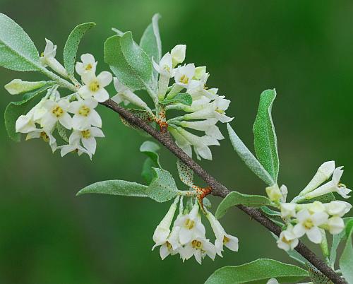 Elaeagnus_umbellata_flowers3.jpg