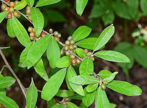 Elaeagnus_umbellata_fruits1.jpg