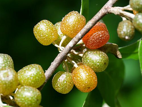 Elaeagnus_umbellata_fruits2.jpg