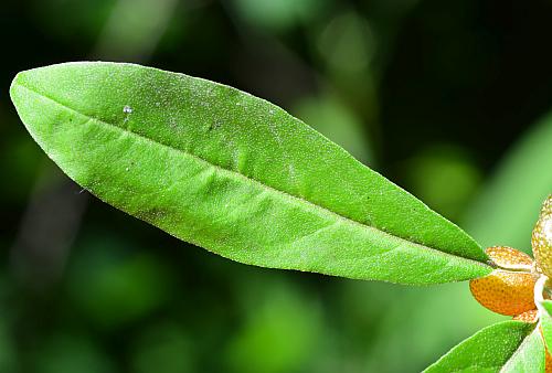 Elaeagnus_umbellata_leaf1.jpg