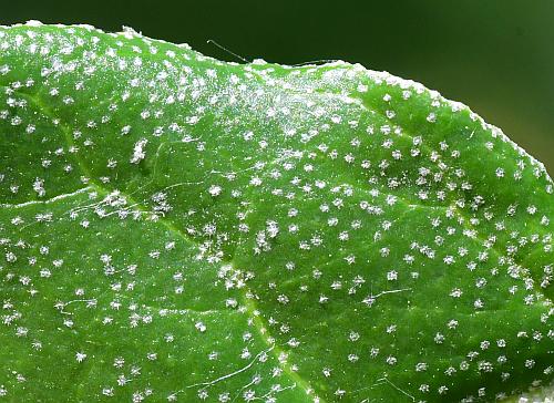 Elaeagnus_umbellata_leaf1a.jpg