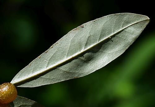 Elaeagnus_umbellata_leaf2.jpg
