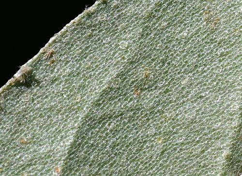 Elaeagnus_umbellata_leaf2a.jpg