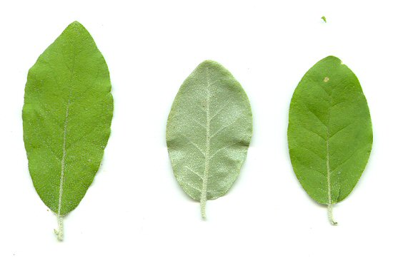 Elaeagnus_umbellata_leaves.jpg