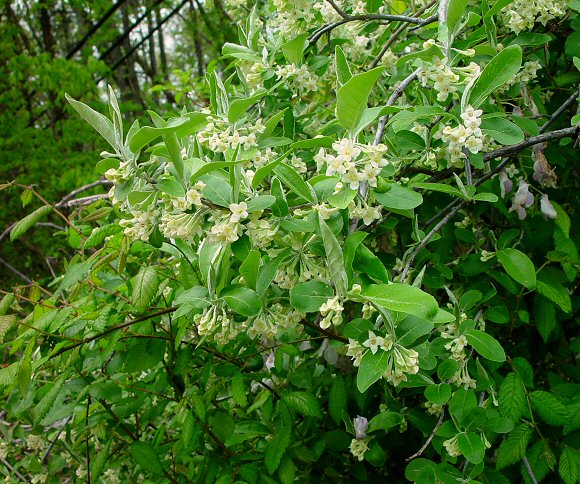 Elaeagnus_umbellata_plant.jpg