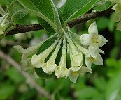 Elaeagnus umbellata thumbnail