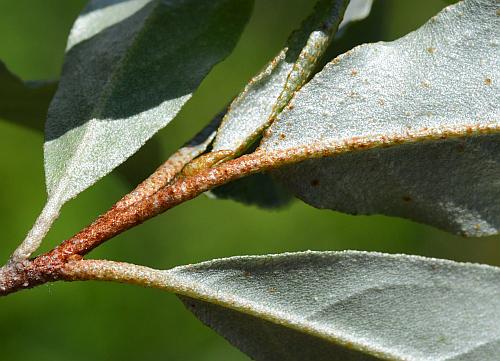 Elaeagnus_umbellata_twig.jpg