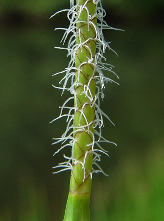 Eleocharis_quadrangulata_flowers.jpg