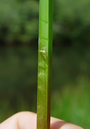 Eleocharis_quadrangulata_leaf.jpg