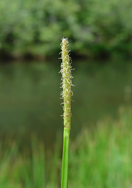 Eleocharis_quadrangulata_plant.jpg