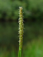 Eleocharis quadrangulata thumbnail