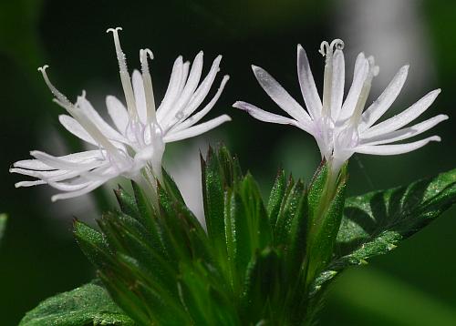 Elephantopus_carolinianus_flowers.jpg