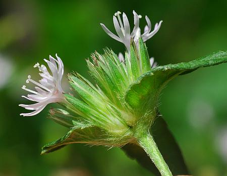 Elephantopus_carolinianus_inflorescence.jpg