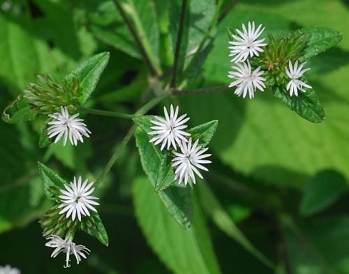 Elephantopus_carolinianus_inflorescences.jpg