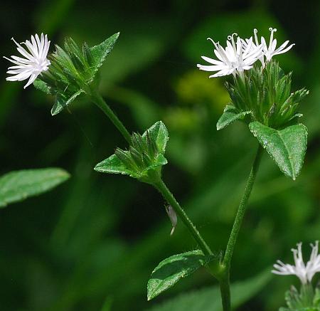 Elephantopus_carolinianus_inflorescences2.jpg