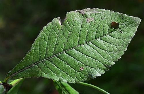 Elephantopus_carolinianus_leaf1.jpg