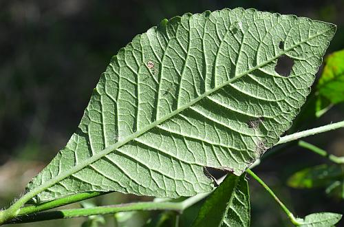 Elephantopus_carolinianus_leaf2.jpg