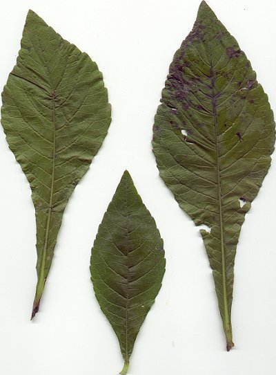 Elephantopus_carolinianus_leaves.jpg