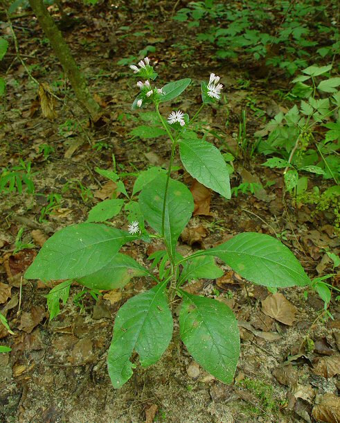 Elephantopus_carolinianus_plant.jpg