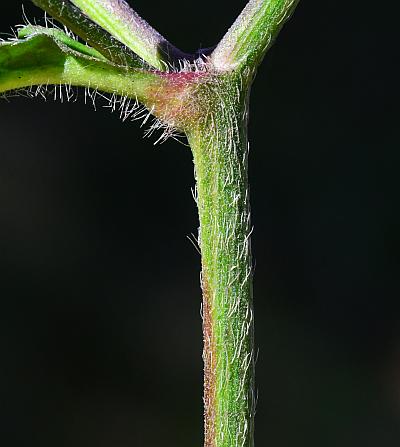 Elephantopus_carolinianus_stem.jpg