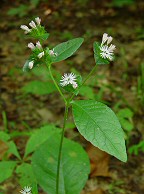 Elephantopus carolinianus thumbnail