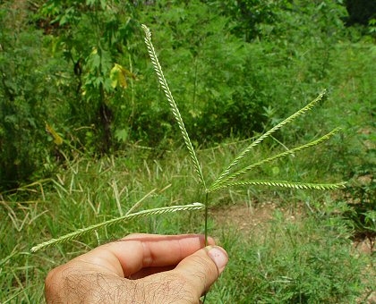 Eleusine_indica_inflorescence.jpg