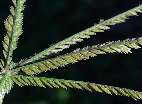 Eleusine_indica_inflorescence2.jpg